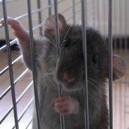 Elesperluette