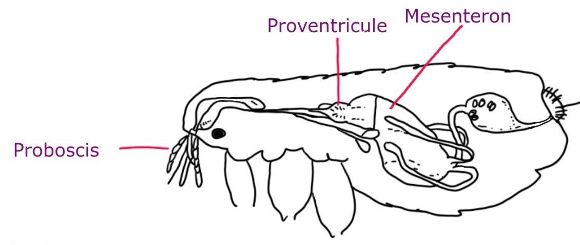 Anatomie de la puce, crédit Smintheus.jpg