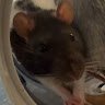 myrattosaurus