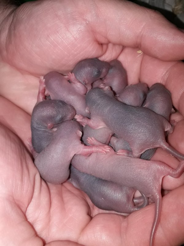 tas de ratons en main, photo de Senalina.jpg