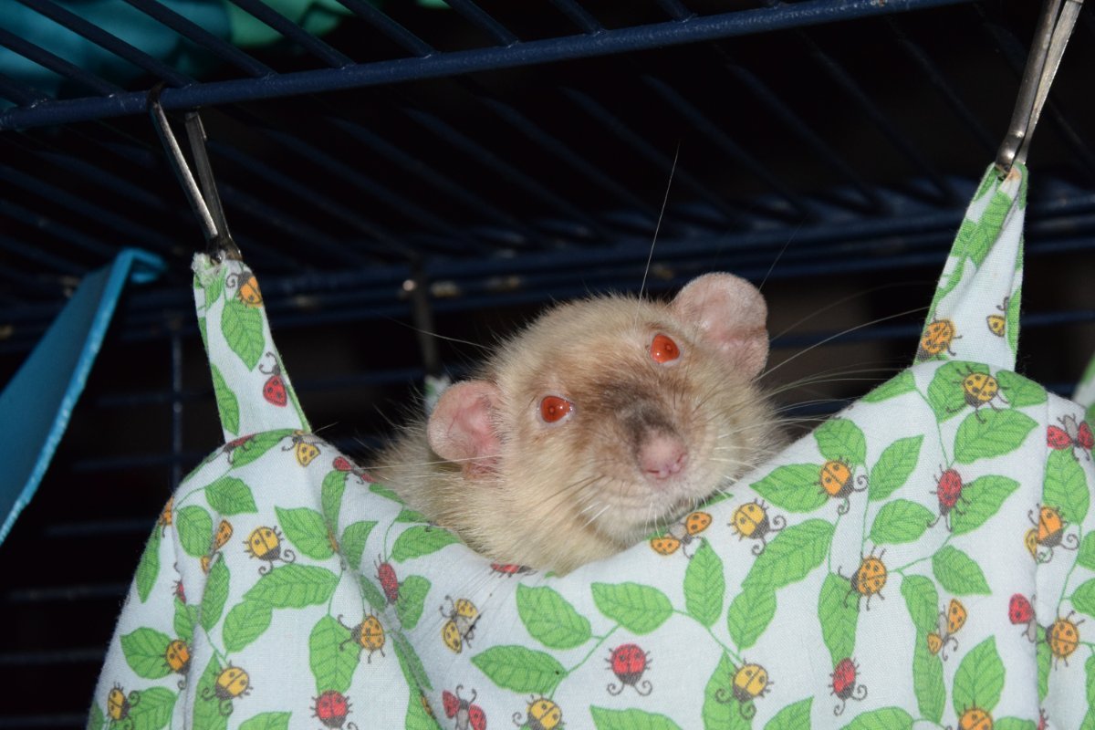 DSC_1000.JPG.ce9bf6285ba852f19c357801b5972596.JPG