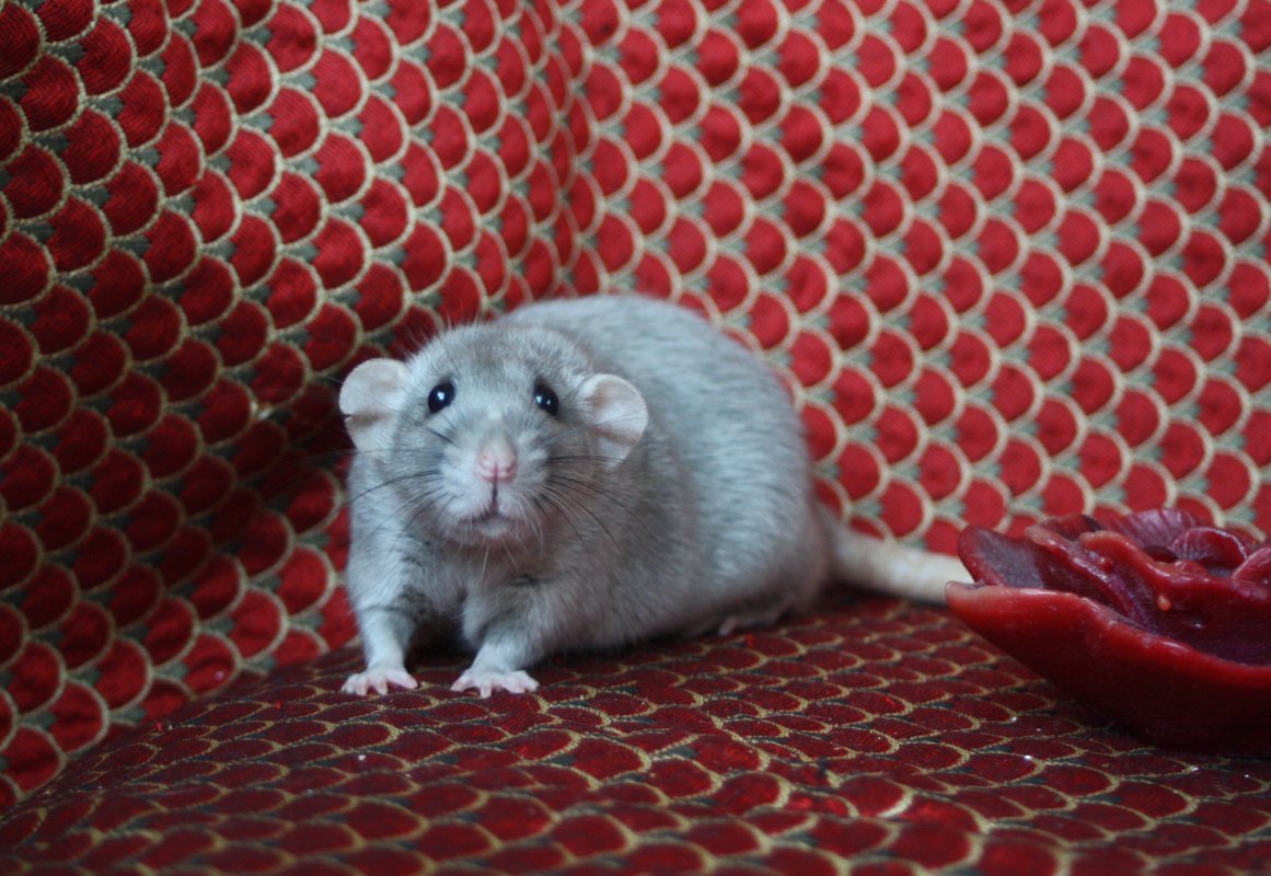 IMG_4248.JPG.8f4db47765f781079bd40db4fbd91f52.JPG