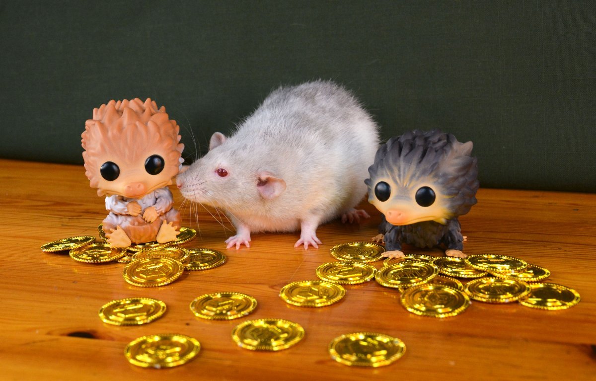 Wollemia_3.jpg
